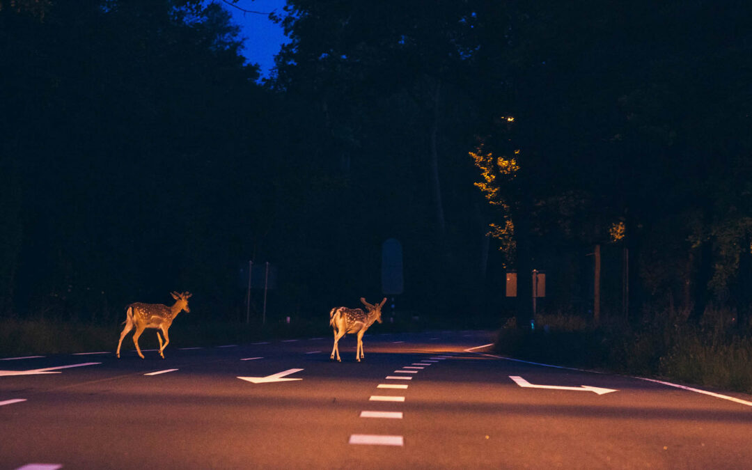 A dark, wide-angle shot at night shows two young deer crossing a multi-lane paved road - https://www.staplesagency.com/