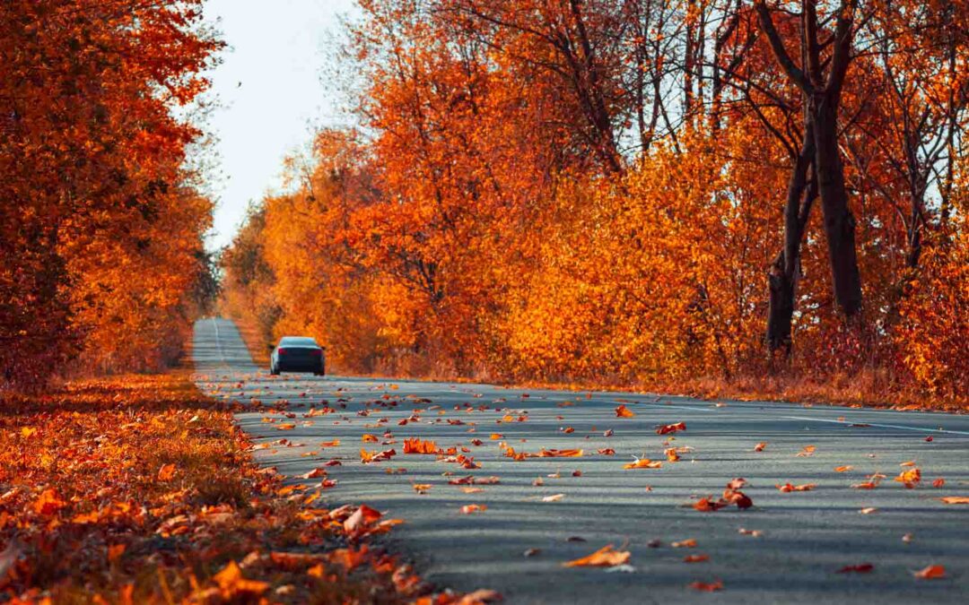 A car travels down a long road lined with vibrant orange and red autumn trees - https://www.staplesagency.com/