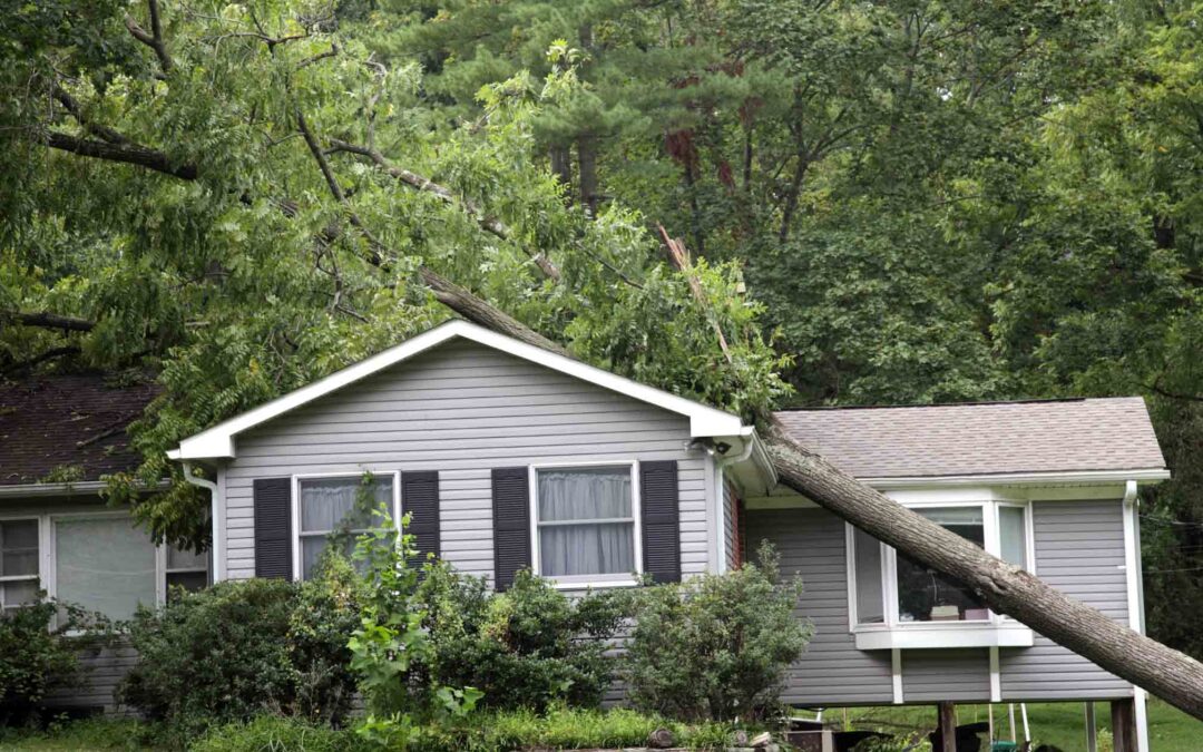 A large tree branch resting on the roof and siding of a single-story gray house.